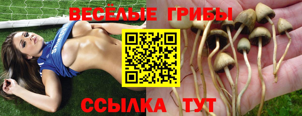 Кулебаки  Псилоцибиновые грибы Psilocybe  сколько стоит  Вход с VPN  Галлюциногенные грибы Psilocybe 